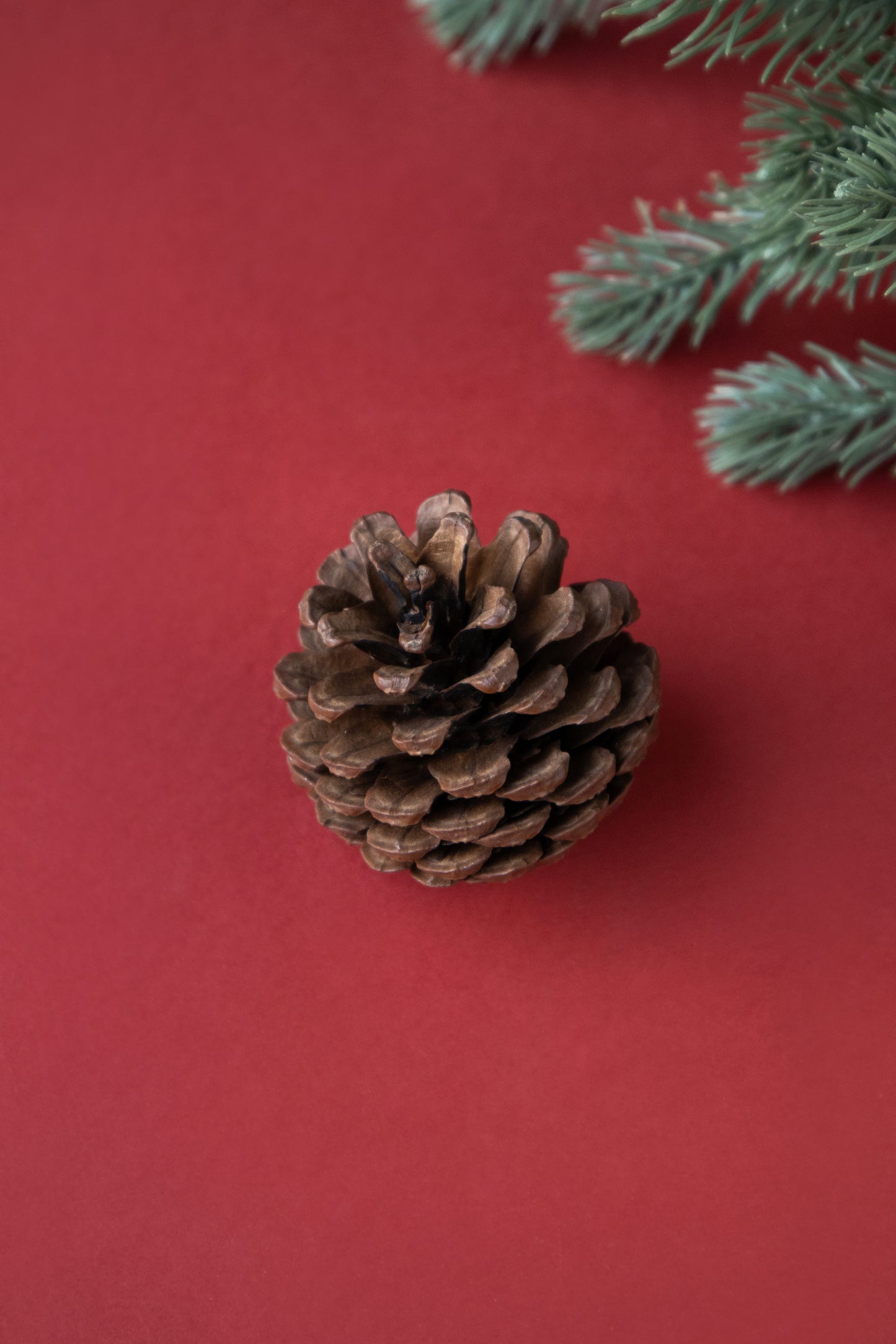 The Gilded Pine Gift